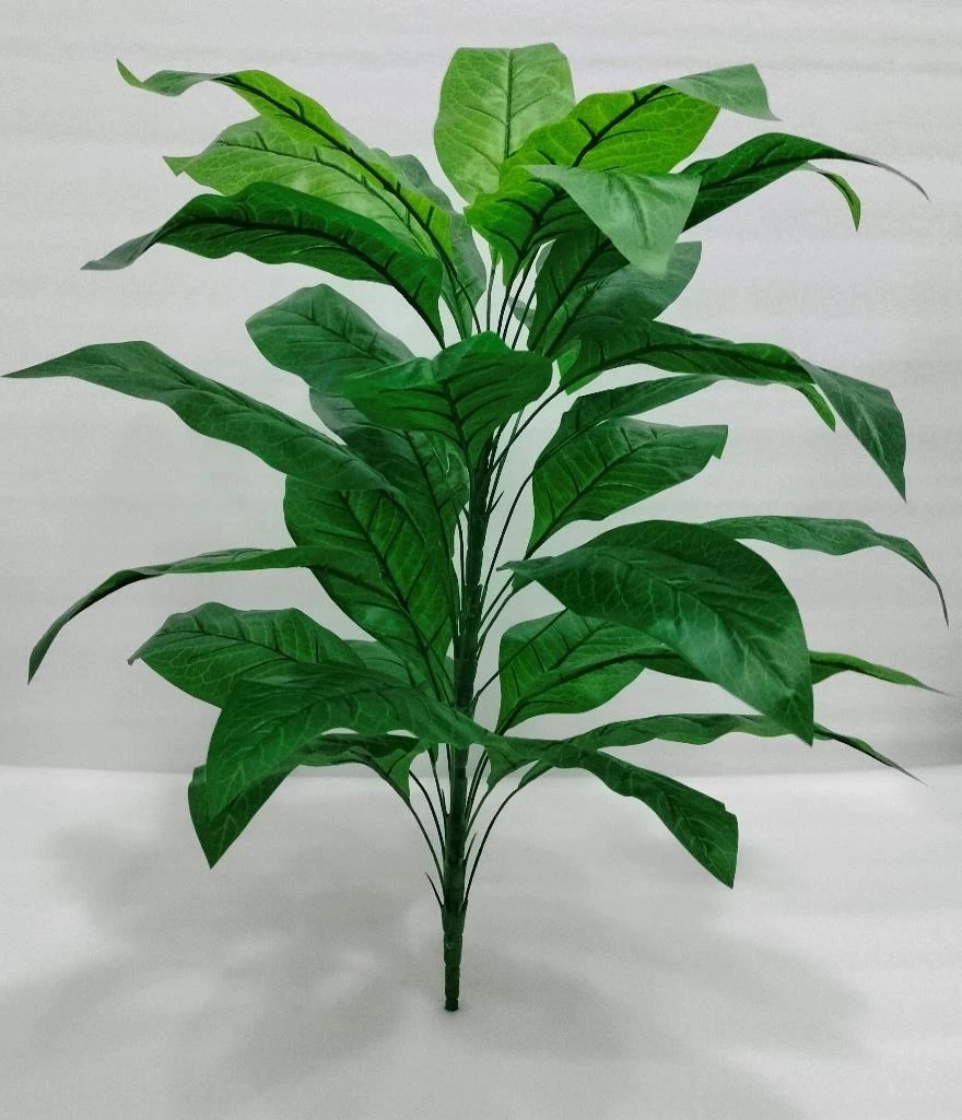 Hoya Catalaga Plant/Bunch Med 6+24 85cm